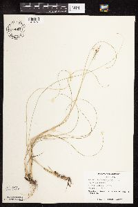 Sporobolus heterolepis image