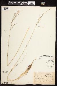 Sporobolus heterolepis image