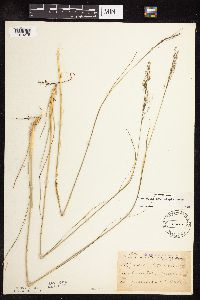 Sporobolus heterolepis image