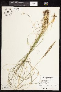 Sporobolus heterolepis image