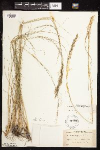 Sporobolus heterolepis image