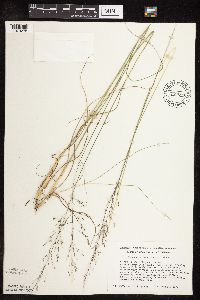 Sporobolus heterolepis image