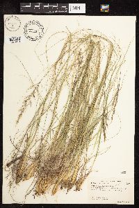 Sporobolus heterolepis image