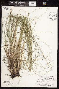 Sporobolus heterolepis image