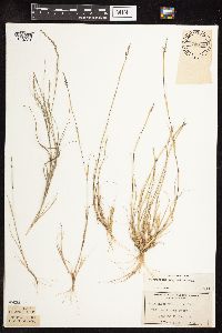 Sporobolus neglectus image