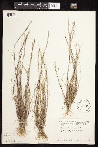 Sporobolus neglectus image