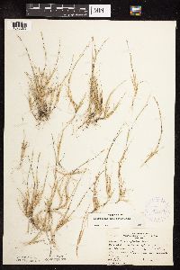 Media resource of Sporobolus neglectus