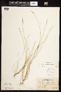 Sporobolus neglectus image