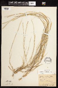 Sporobolus neglectus image