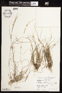 Sporobolus neglectus image