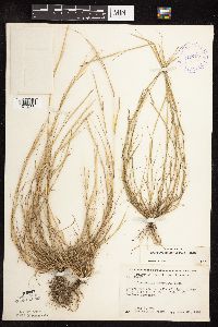 Sporobolus neglectus image