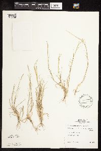 Sporobolus neglectus image