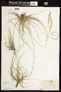 Sporobolus neglectus image