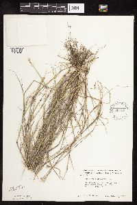 Sporobolus neglectus image