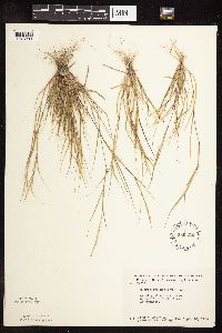 Sporobolus neglectus image