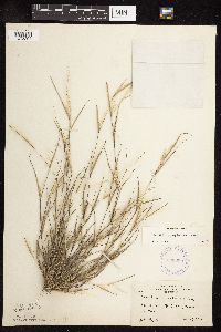 Sporobolus neglectus image