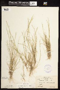 Sporobolus neglectus image