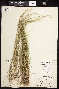 Sporobolus neglectus image