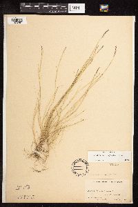 Sporobolus neglectus image