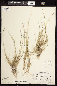 Sporobolus neglectus image