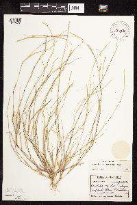 Sporobolus neglectus image