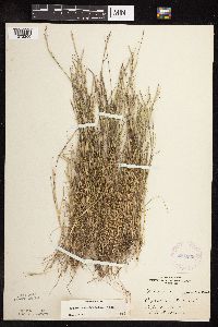 Sporobolus neglectus image