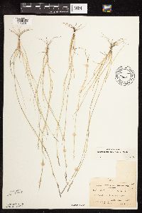 Sporobolus neglectus image