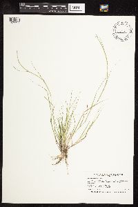 Sporobolus neglectus image