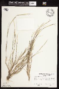 Sporobolus neglectus image