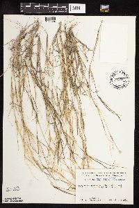 Sporobolus neglectus image