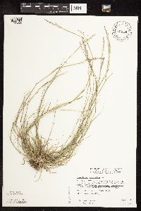 Sporobolus neglectus image