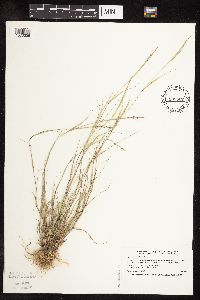 Sporobolus neglectus image