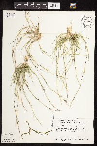 Sporobolus neglectus image