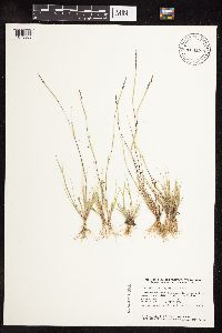 Sporobolus neglectus image