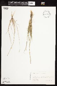 Sporobolus neglectus image