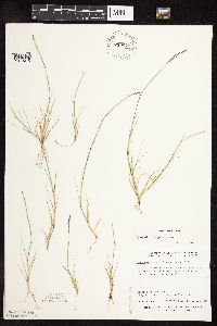 Sporobolus neglectus image