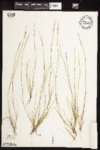 Sporobolus neglectus image