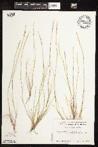 Sporobolus neglectus image