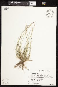 Sporobolus neglectus image