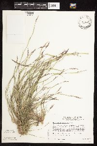 Sporobolus neglectus image