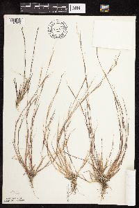 Sporobolus vaginiflorus image