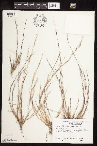 Sporobolus vaginiflorus image