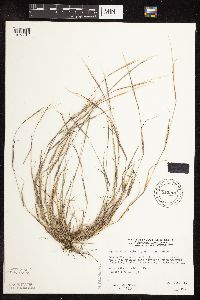 Sporobolus vaginiflorus image