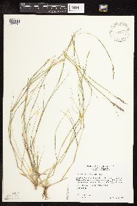 Sporobolus vaginiflorus image