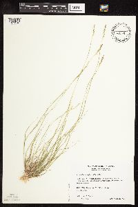 Sporobolus vaginiflorus image