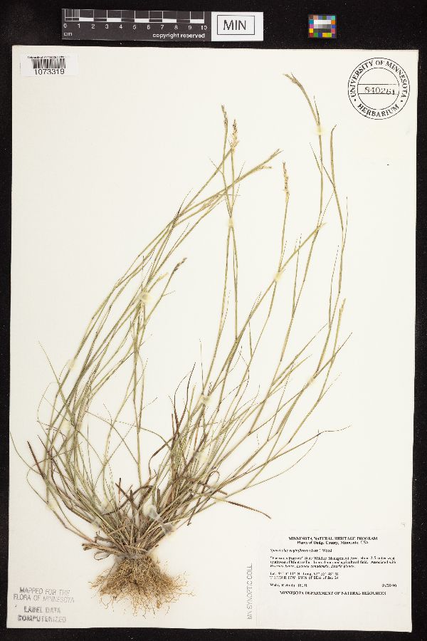 Sporobolus vaginiflorus image