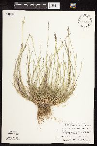 Sporobolus vaginiflorus image