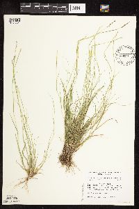 Sporobolus vaginiflorus image