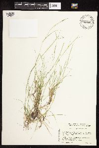 Sporobolus vaginiflorus image