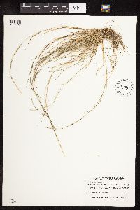 Sporobolus vaginiflorus image